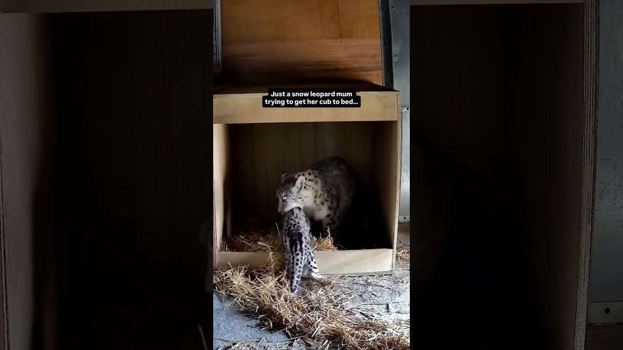 Snow Leopard Mom Tries to Tuck In Her Cub… Chaos Ensues - CreatureCops