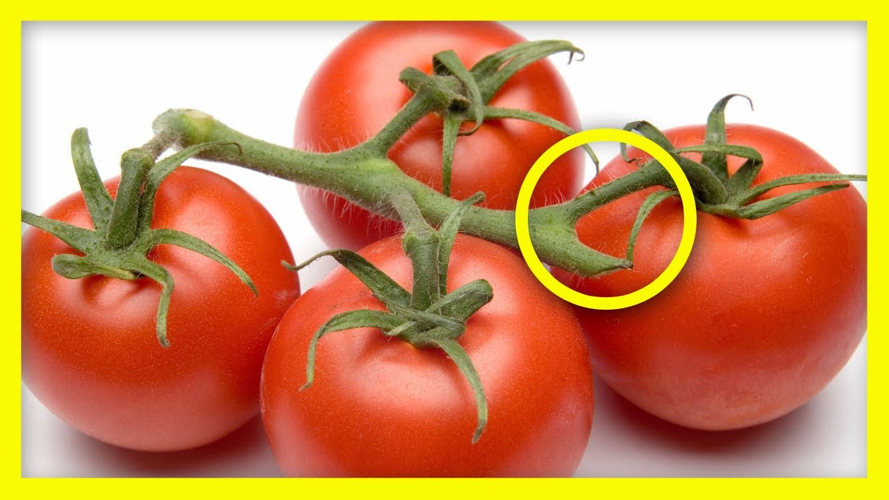 Soñar con ser tomates 🌙 Significado de soñar con vegetales 🌟 YouTube
