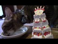 猫たまき１０歳の誕生日