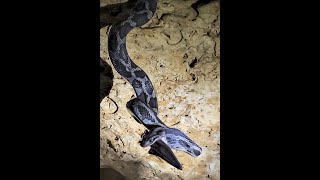 I saw snakes that catch bats mid-air in Kantemo, Mexico - Cave of the Hanging Snakes.