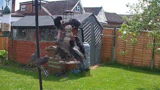 Bird feeder hungry birds