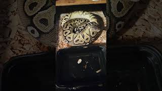 Celebrity black pewter het pied close to laying eggs. Profile