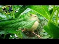 Great bird prebuilt house and green leaves mixed with grass  review birds news 