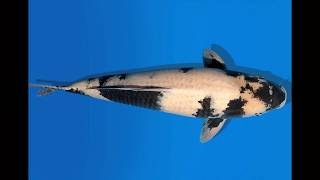 Koi Auction Dainichi Shiro Utsuri Nisai Black Monroe male 60cm NN04-2478 Koi Auction Dainichi Shiro Utsuri Nisai Black Monroe male 60cm NN04-2478