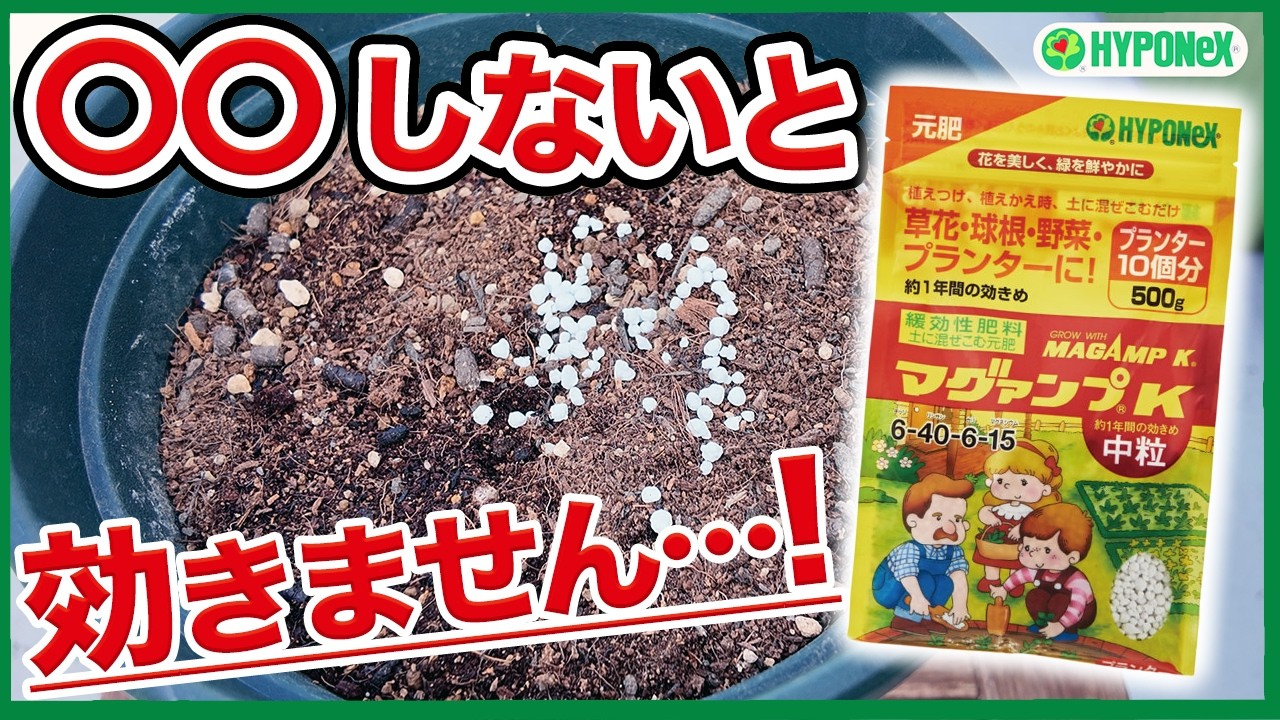 その使い方、効いてないかも？！マグァンプKの正しい使い方！【ハイポネックス】【リキダス】【家庭菜園】