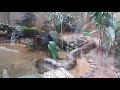 Alguns habitantes do Zoológico de São Paulo.