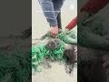Baby seals cut loose from fishing net  abc news