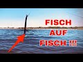 Fisch kotzt (lebenden) Aal aus, den wir als Köder benutzen!