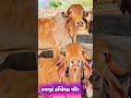 gold color gir cow Pair sleep in farm | rare &amp; old line see gir cow beauty#short#viral#cow#trending