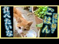 【捨て猫⁉︎ 突然現れた茶白の子猫】その②クリちゃんの居場所