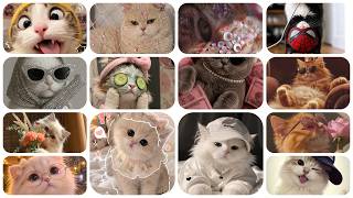 🐱🎀 Funny Cat DP & Aesthetic Cat Pics | Cute Cat Wallpaper 🐾✨ screenshot 1