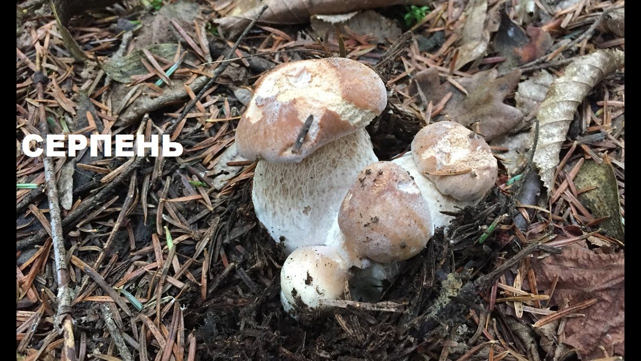 Шикарні гриби в дощ