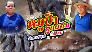 หมูป่าลูกผสม เลี้ยงง่าย ต้นทุนต่ำ กำไรงาม