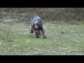 Italian Spinone Sh Ch Michiamo Baradello hunting の動画、YouTube動画。