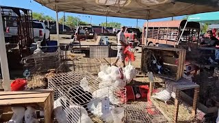 La Pulga de los Animales - Las Esperanza - San Antonio Texas