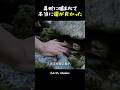毒蛇に噛まれて本当に運が良かった