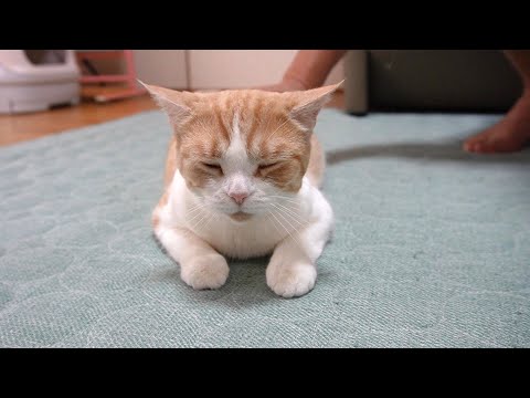 パパにしぶしぶ付き合ってあげる猫【スコティッシュフォールド】【アビシニアン】