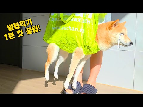 1분도 안걸린다! 강아지 발톱깍기 개꿀팁!