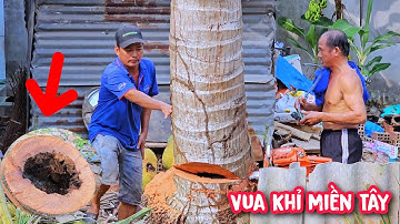 Vua Khỉ cưa cây Dừa bị bọng gốc cực kì nguy hiểm.
