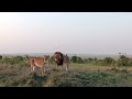 Lions, Masai Mara, Kenya