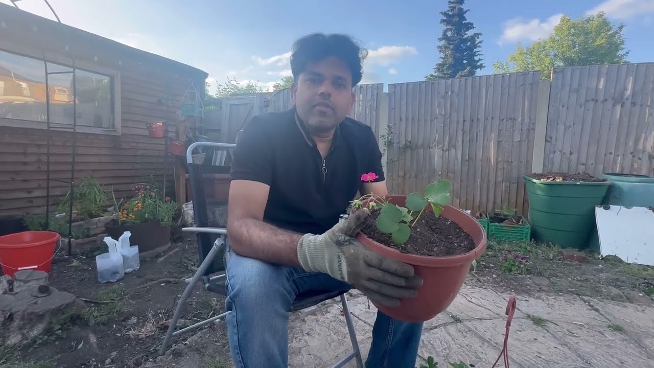 Strawberry Plant Care: Fertilizing & Repotting for | స్ట్రాబెర్రీ మొక్కలకు ఎరువు చిట్కాలు.