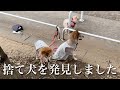 道端で捨て犬を発見したので保健所へ持っていく