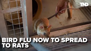 Bird Flu Now Spreading To Rats And Other Animals