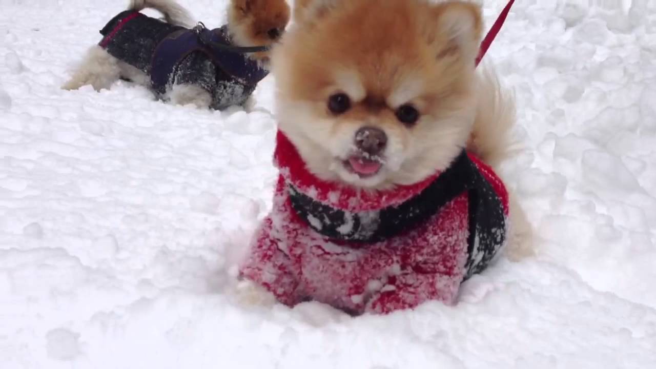 Pomeranians in the snow part II YouTube