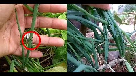 Porquê da pulgão na Cebolinha?