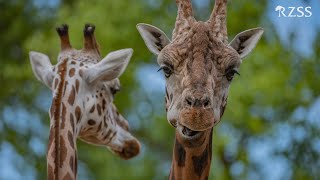 Edinburgh Zoo's Big 5 - Stick your neck out for giraffes