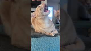 What happens when you pet your cat the wrong way…