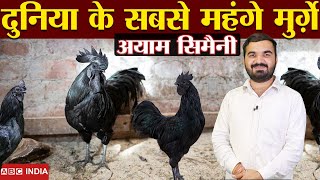 सबसे ज्यादा कमाई वाला मुर्ग़ा | Ayam cemani | #ayamcemani  price in India | world expensive chicken screenshot 4