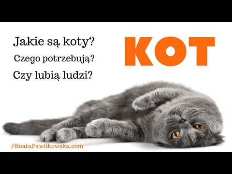 Wideo: Czego Koty Potrzebują Do Zdrowia?