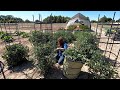 Pruning Tomatoes! 🍅✂️🌿// Garden Answer