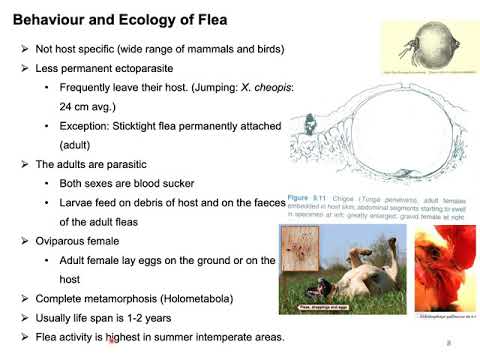Full lecture on flea (Order Siphoneptera) and flea infestation in animals and man