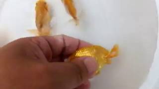 DSCF8473