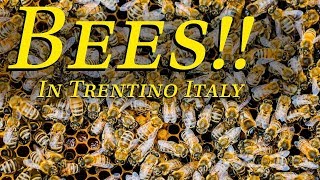 Bees and Bites in Trentino Italy