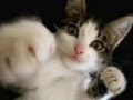Cat Rolo 2 Spaces Ru Cat Rolo 2 Spaces Ru