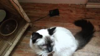 Introducing Purrsephone, seal point Ragdoll by johansonCats 1,445 views 9 years ago 2 minutes, 9 seconds