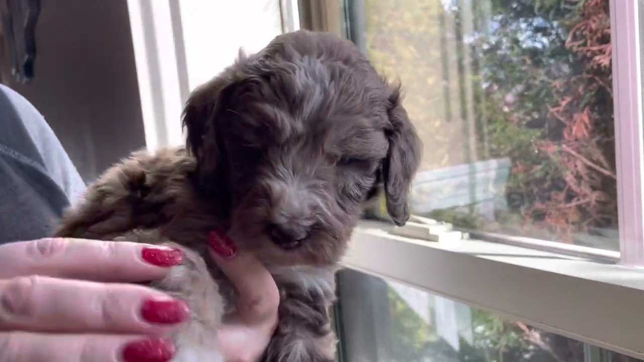 Annie’s silver male