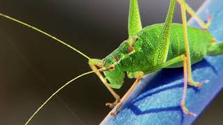 Heuschrecken (Heupferd) | Insekt als Lebensmittel der Zukunft essen ?
