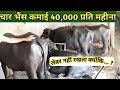 चार मुर्रा भैंस -कमाई 40,000 रू प्रति महीना| Murrah Buffalo Dairy Farm in Haryana India.Milk Price