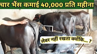 चार मुर्रा भैंस -कमाई 40,000 रू प्रति महीना| Murrah Buffalo Dairy Farm in Haryana India.Milk Price