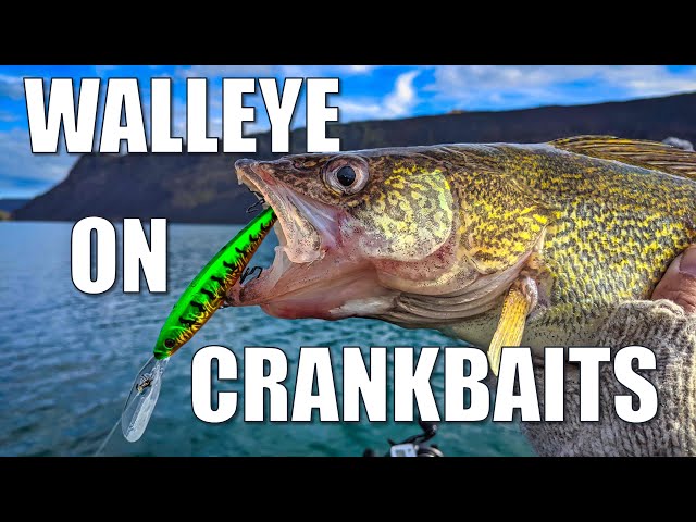How To Catch Walleye on Crankbaits 