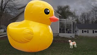 Little Dog Surprised by GIANT Rubber Duck: Cute Dog Indie Saved by 20 ft. Tall Rubber Ducky! by Maymo 1,843,183 views 5 months ago 2 minutes, 53 seconds