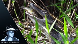 Alligator Eats Fish 03 Footage