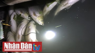 Cá lồng trên sông Chu chết bất thường