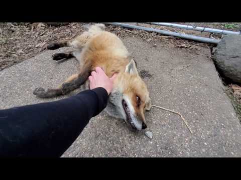 The foxes  that say HEHEHE
