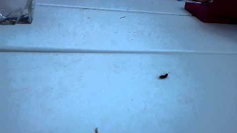 Click beetle flip