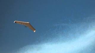 Divinity Flying Wing Sorties - Too Windy (AGAIN!!!)
